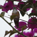 Image of Amazilia Hummingbird