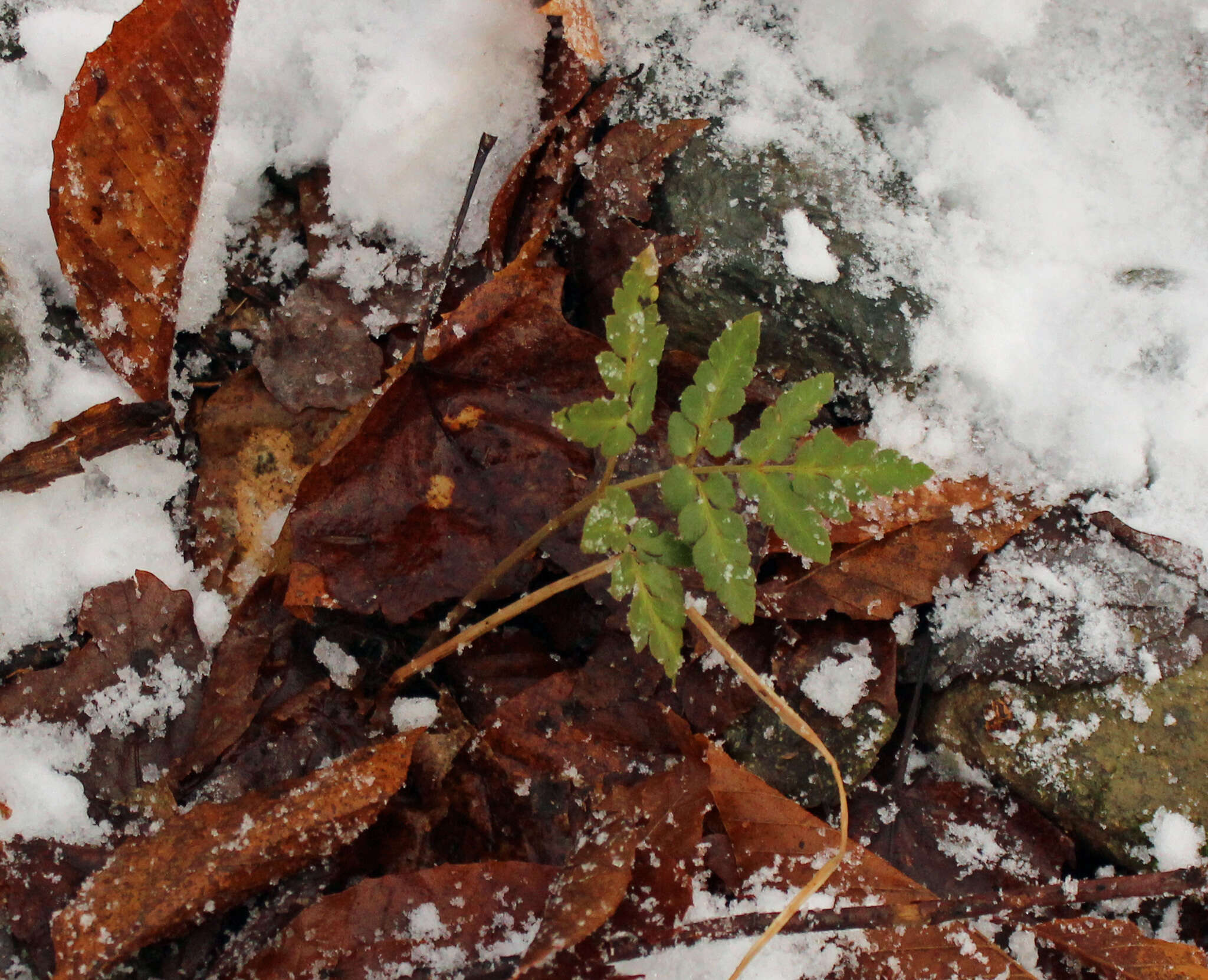 Image of bluntlobe grapefern