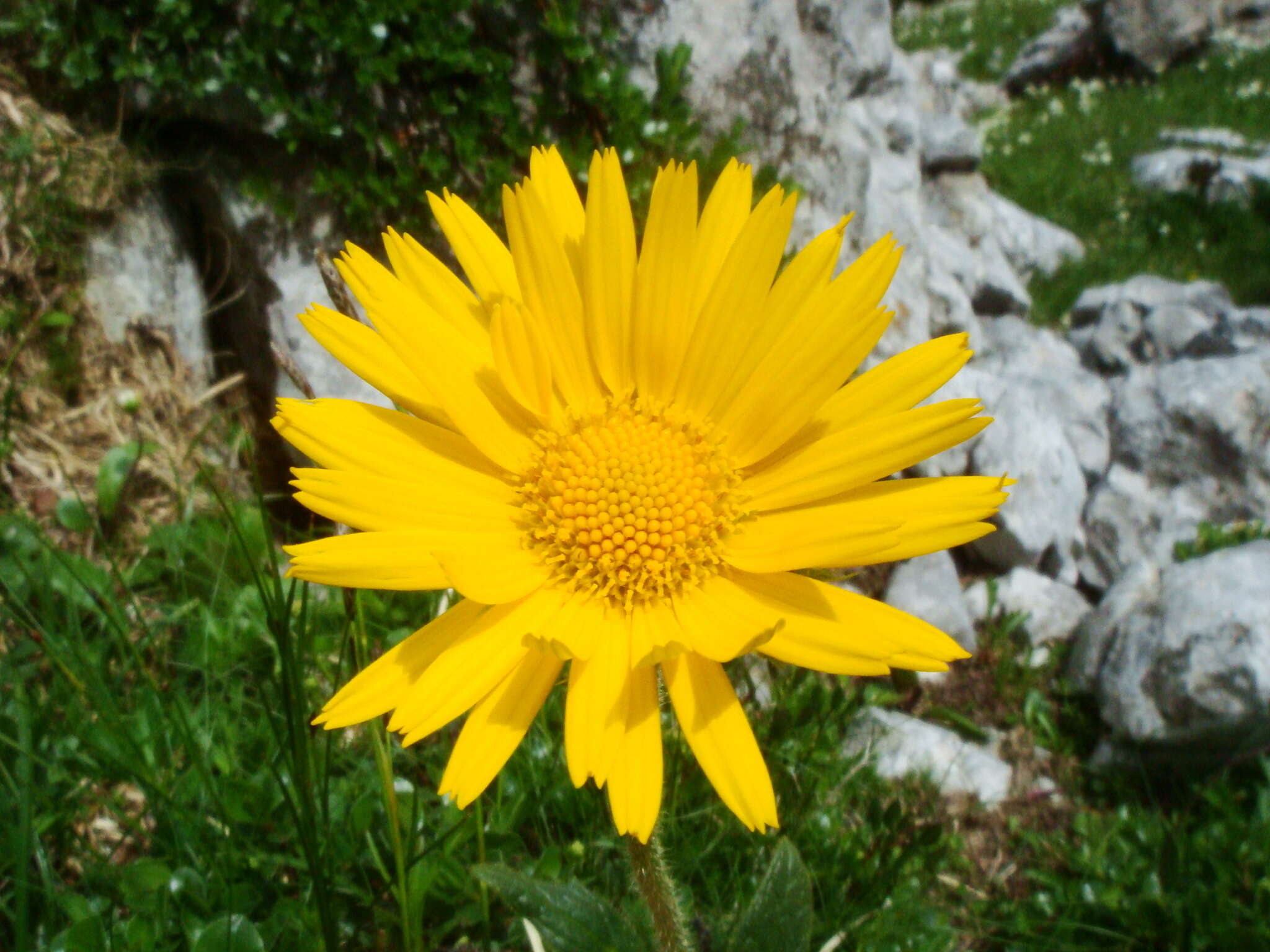 Image of Doronicum glaciale subsp. calcareum (Vierh.) Hegi