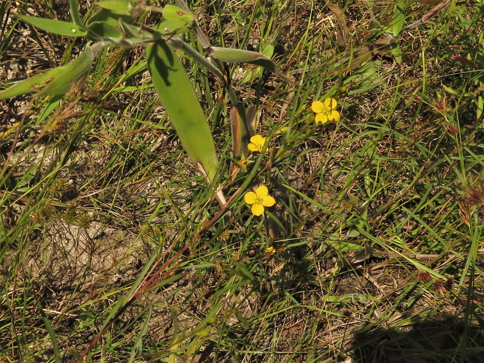 Image de Ludwigia linearis Walt.