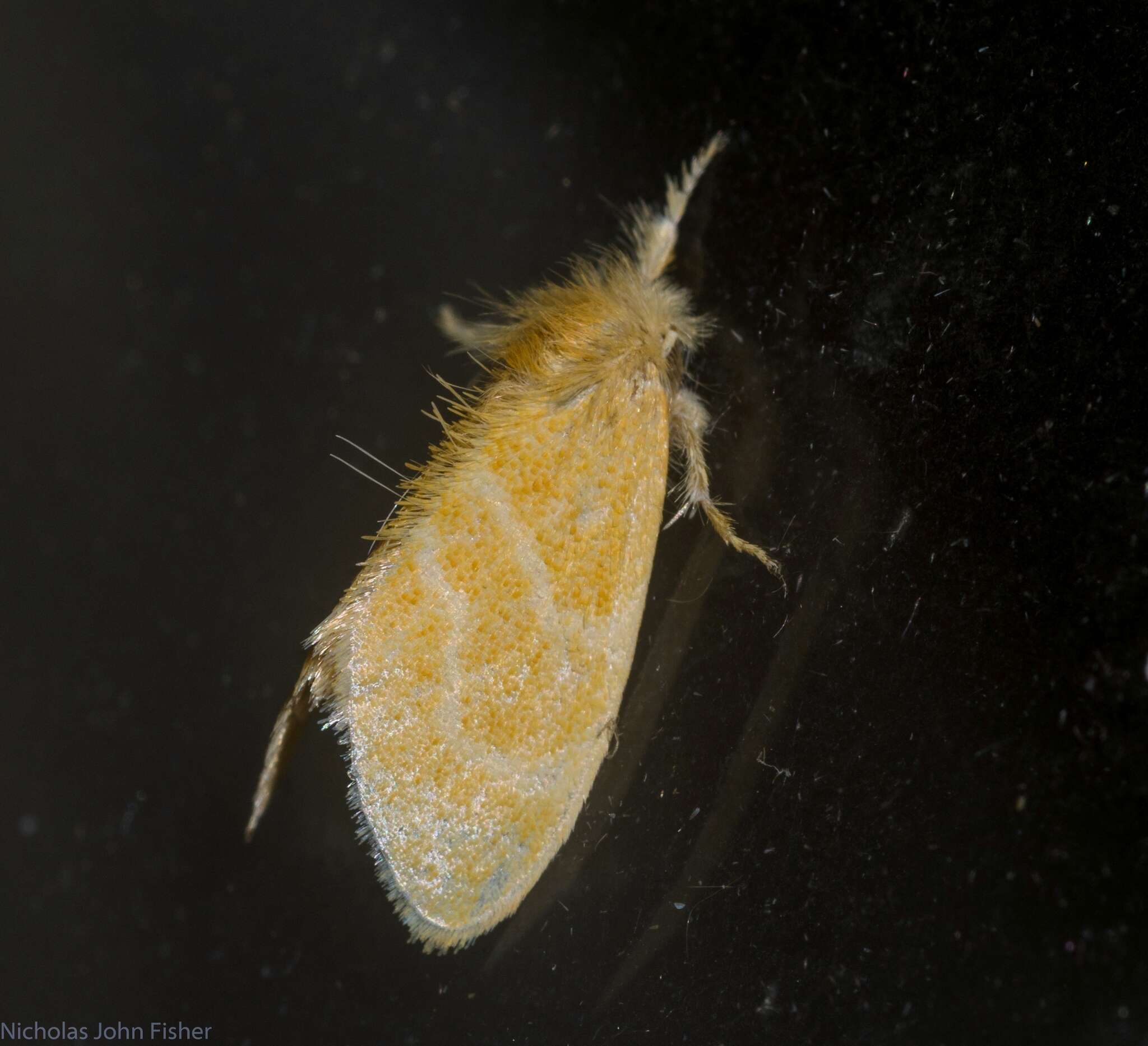 Слика од Euproctis lutea Fabricius 1775