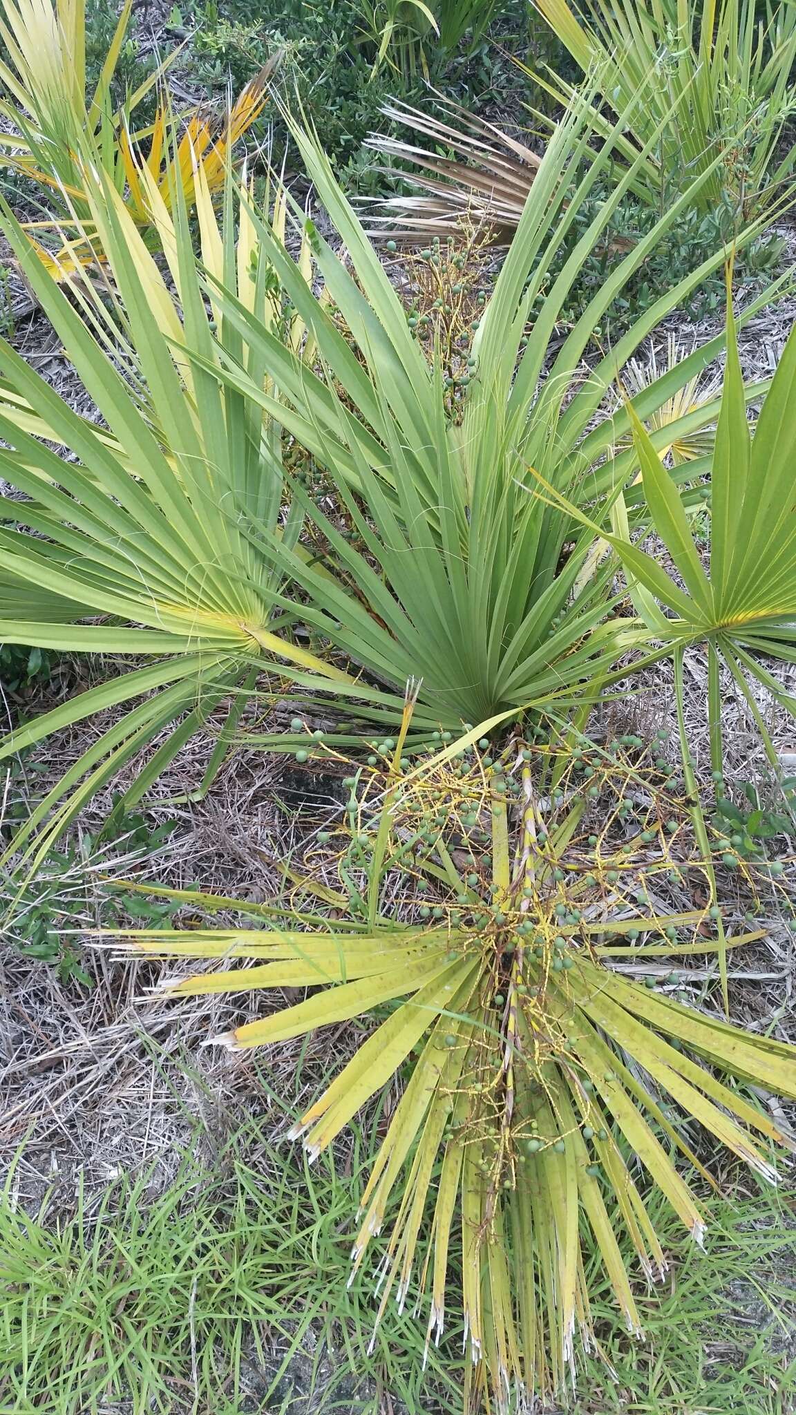 Image of scrub palmetto