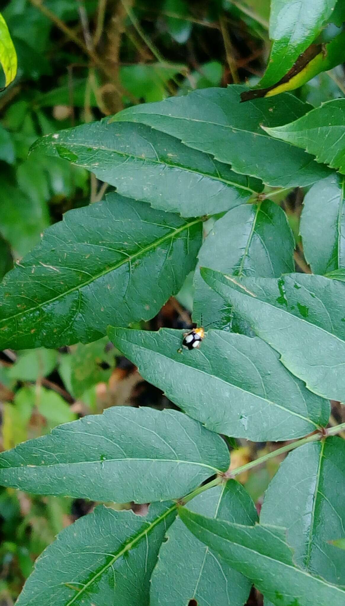 Image of <i>Hemipyxis balyi</i>