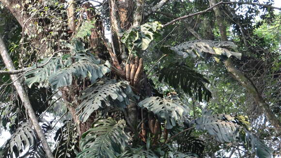 Monstera punctulata (Schott) Schott ex Engl.的圖片