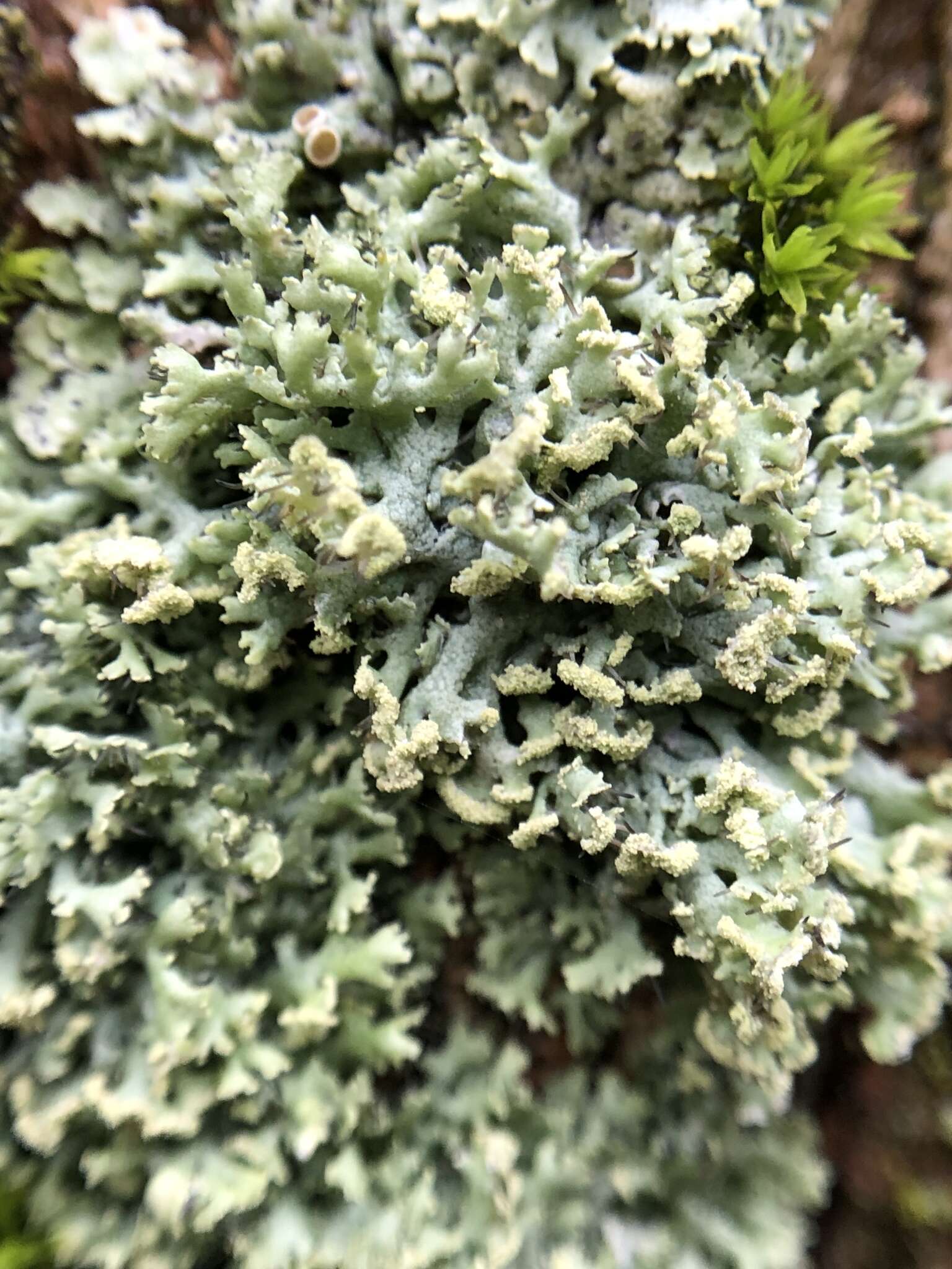 Image of rosette lichen