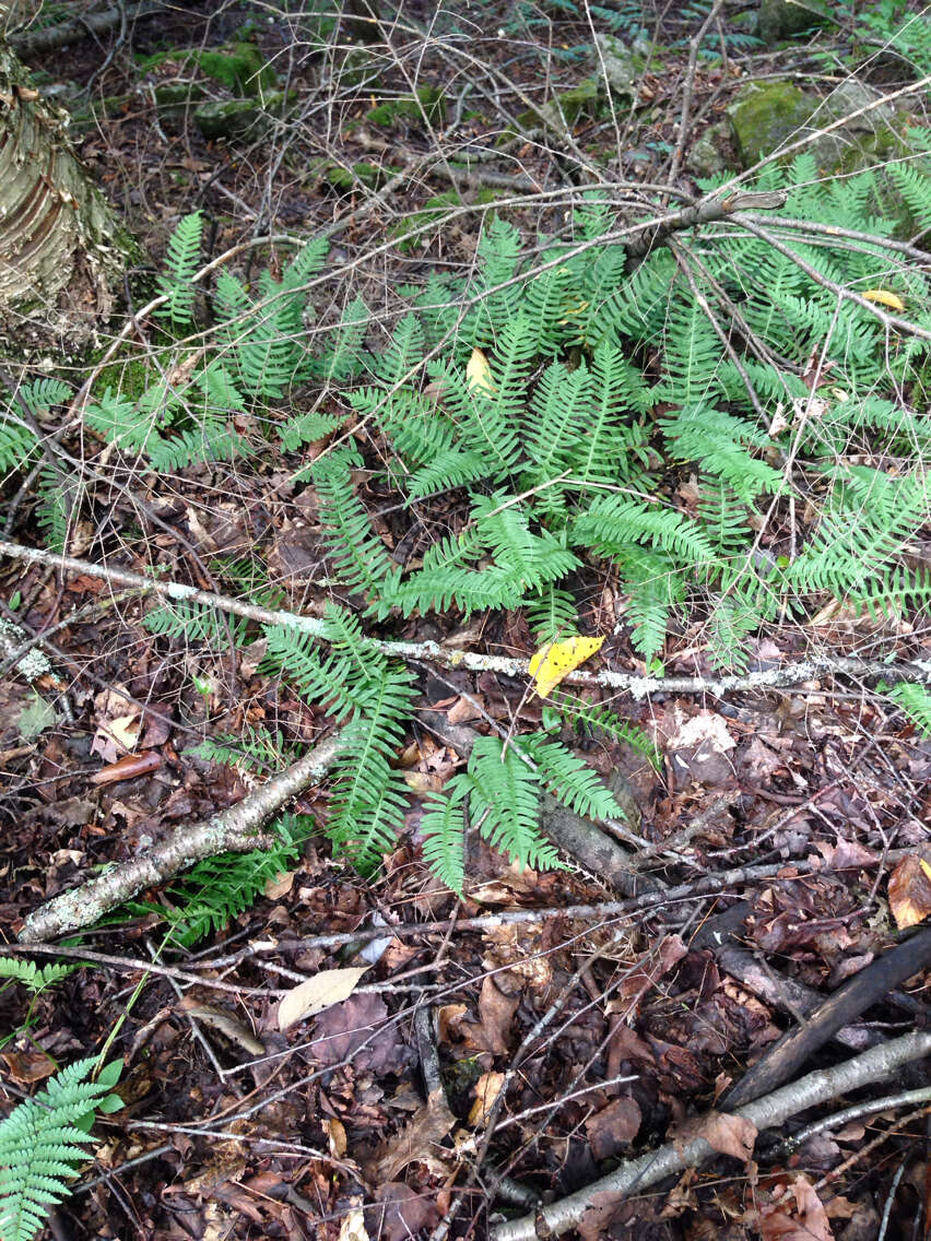 Polypodium appalachianum Haufler & Windham的圖片