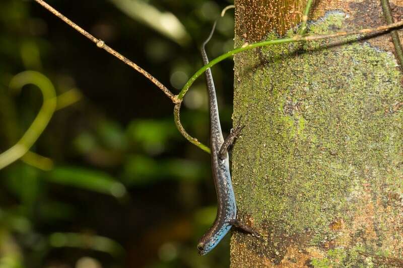 Image of blue-headed forest skink