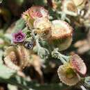 Image of Cynoglossum lithospermifolium subsp. lithospermifolium