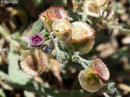 Cynoglossum lithospermifolium subsp. lithospermifolium resmi