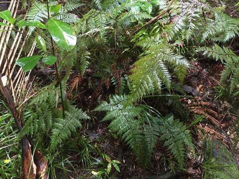 Image of Lastreopsis hispida (Sw.) Tindale