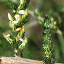Image of Aspalathus hispida subsp. hispida