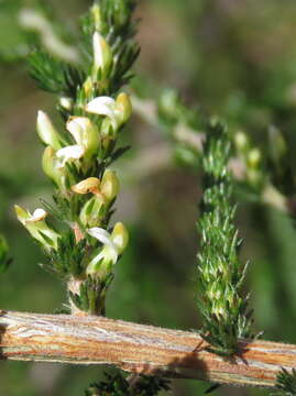 Image of Aspalathus hispida subsp. hispida