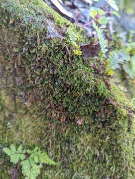 Image of Dwarf Filmy Fern