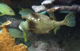 Image of Spotted Trunkfish