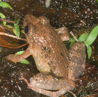 Image of Betsileo Madagascar Frog