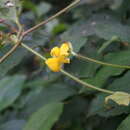 Image of Vigna reflexo-pilosa Hayata