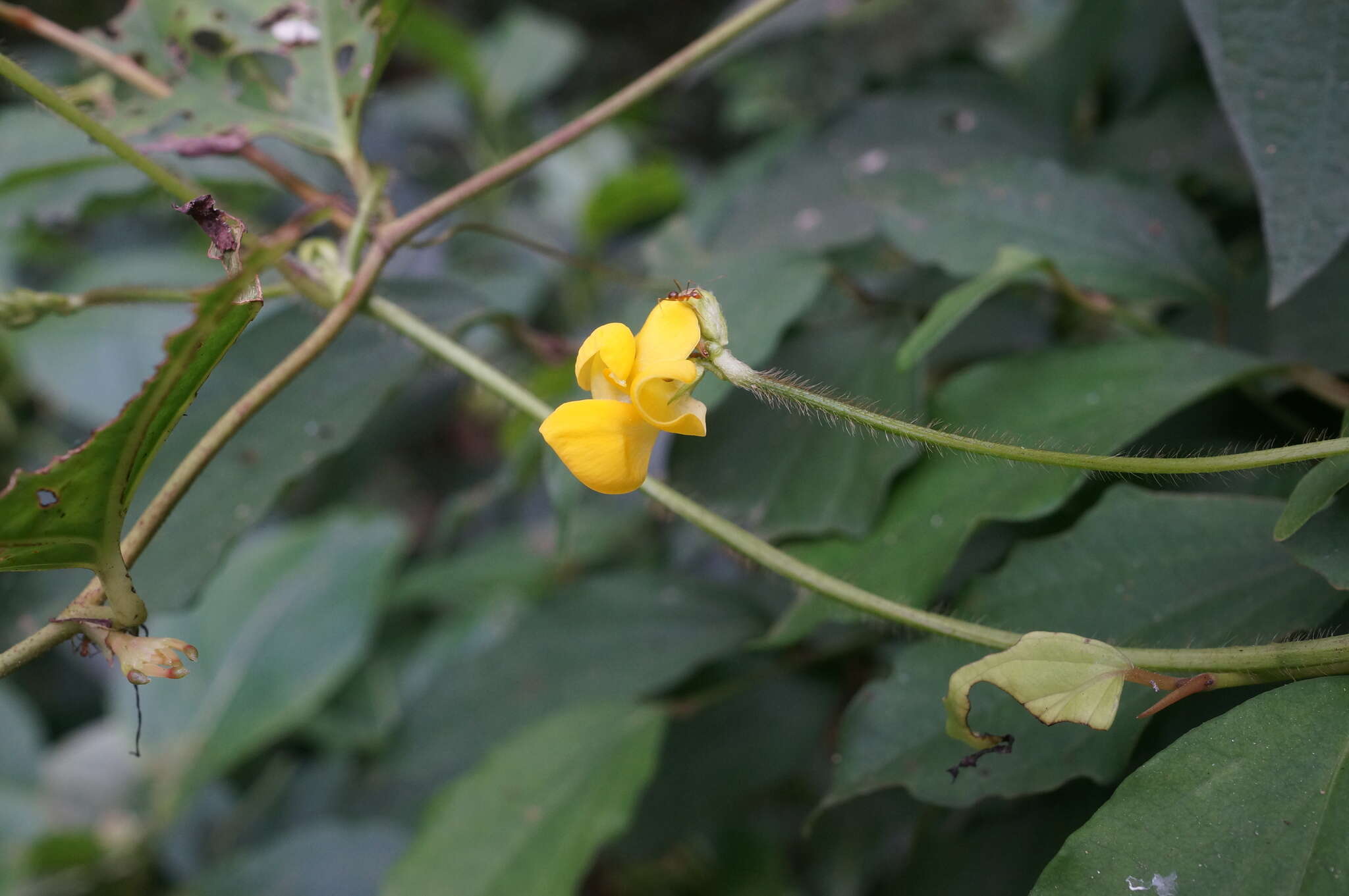 Слика од Vigna reflexo-pilosa Hayata