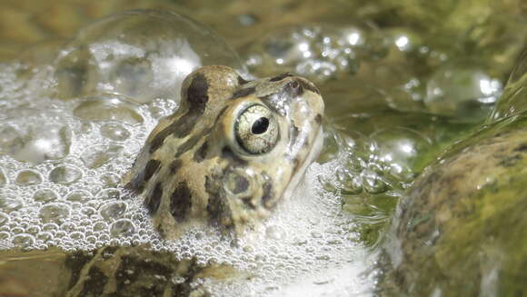 Image of Arabian toad