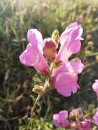 Слика од Antirrhinum cirrhigerum (Ficalho) Rothm.