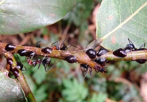 صورة Parasaissetia nigra (Nietner 1861)