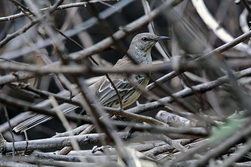 Image of Bahama Mockingbird