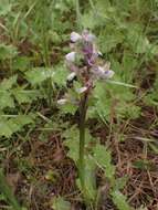 Anacamptis morio subsp. syriaca (E. G. Camus) H. Kretzschmar, Eccarius & H. Dietr.的圖片