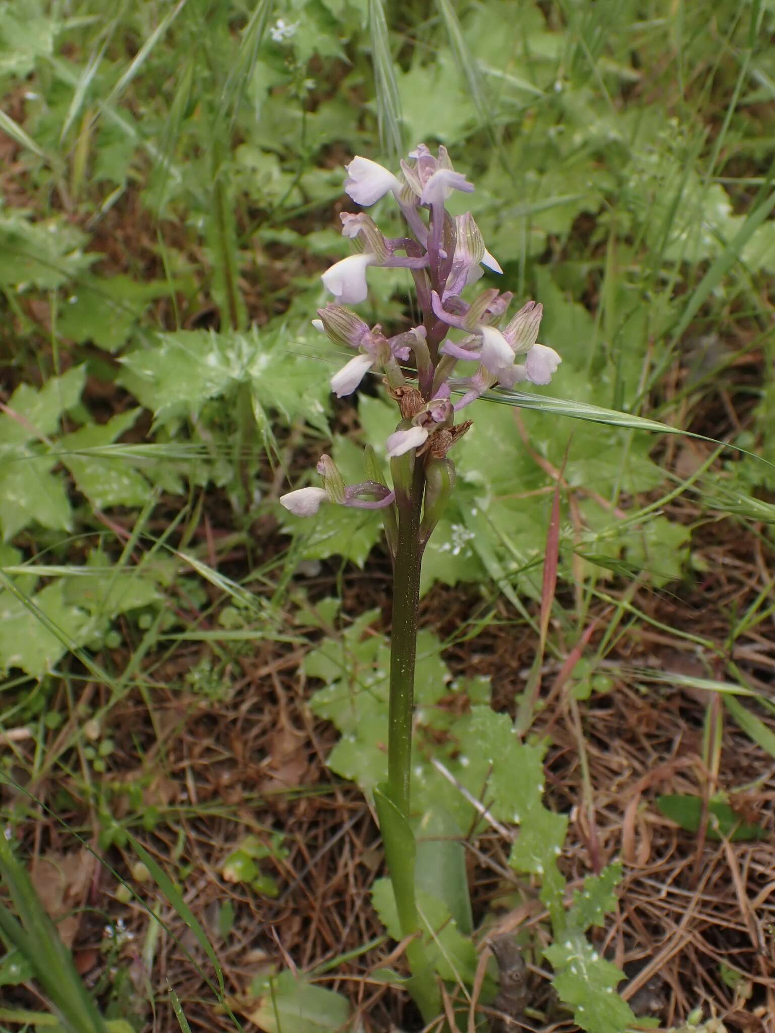 Anacamptis morio subsp. syriaca (E. G. Camus) H. Kretzschmar, Eccarius & H. Dietr.的圖片