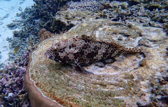 Image of Barred-chest Rock-cod