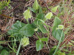 صورة Thunbergia capensis Rets.