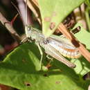 Image of Chorthippus (Chorthippus) dorsatus subsp. dorsatus (Zetterstedt 1821)