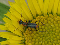 Image of Cyrtosus cyanipennis