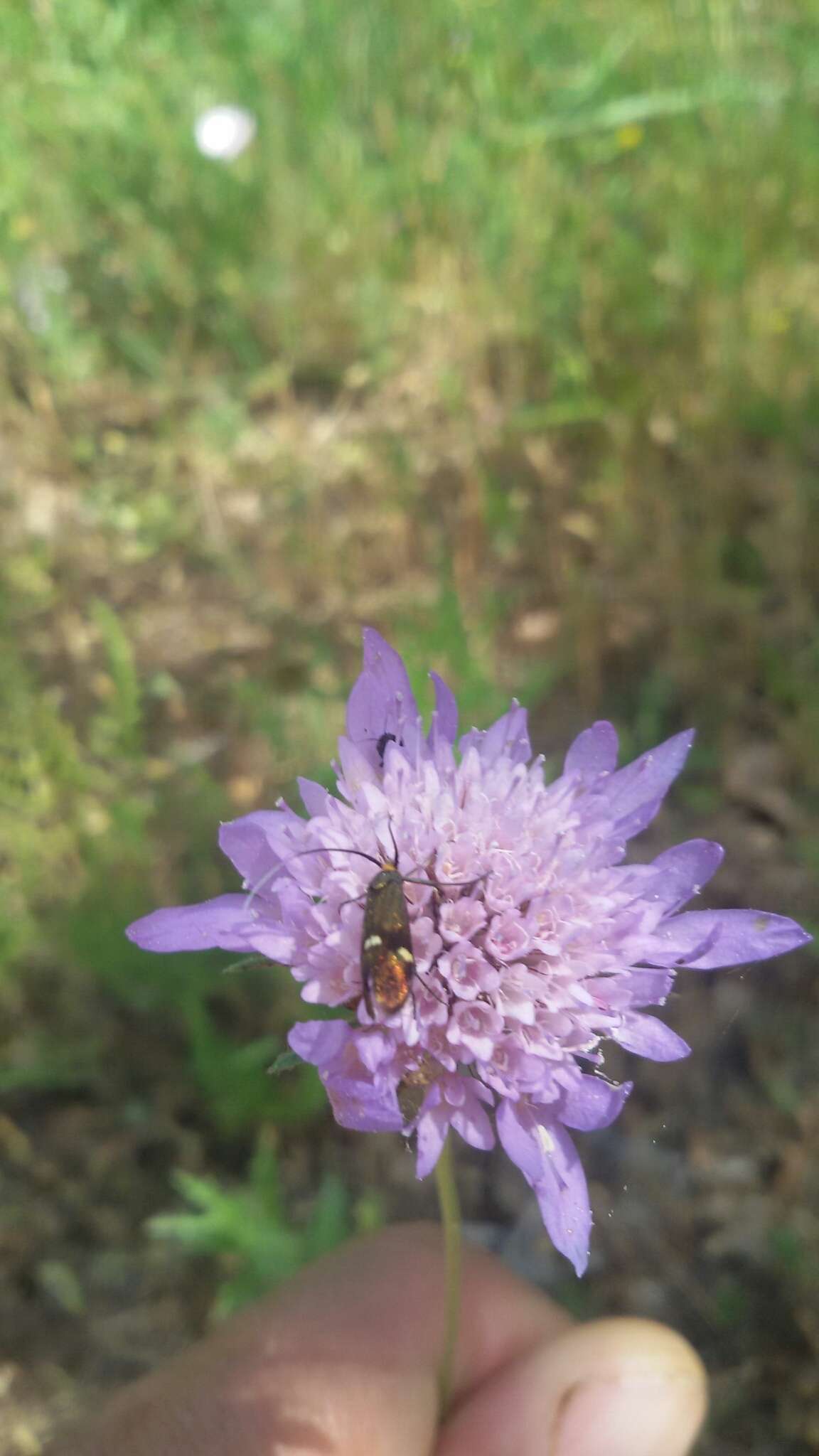 Слика од Nemophora raddaella Hübner 1793