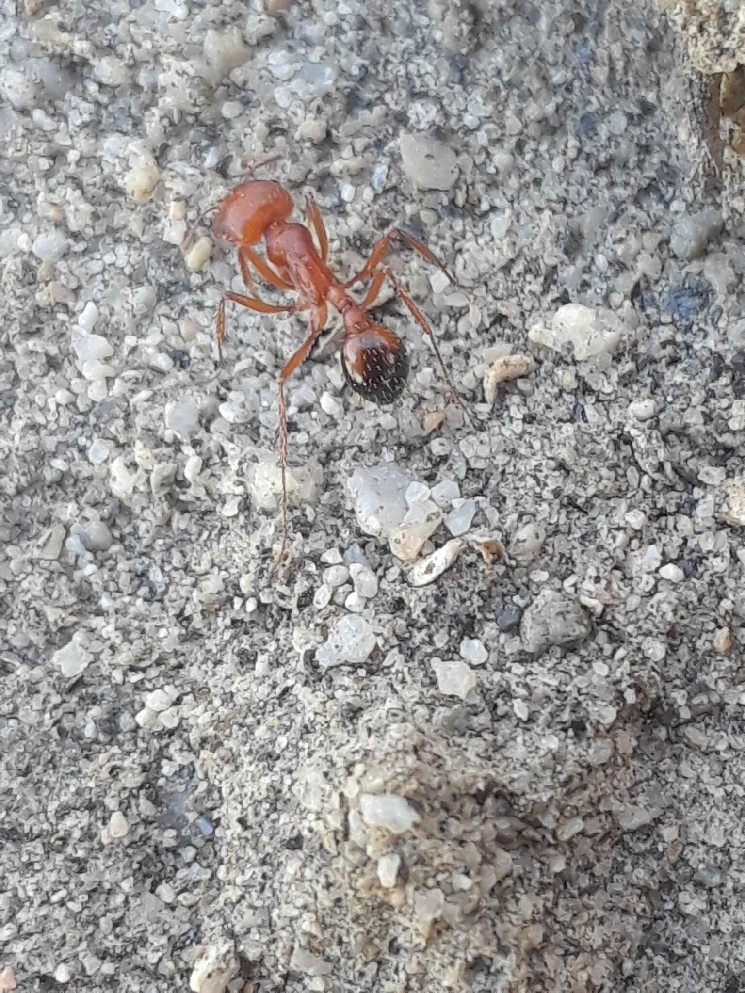 Image of California Harvester Ant