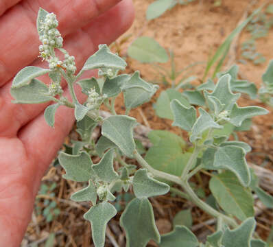 Chenopodium incanum (S Wats.) Heller的圖片