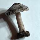 Image of Inocybe acriolens Grund & D. E. Stuntz 1975