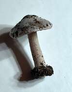 Plancia ëd Inocybe acriolens Grund & D. E. Stuntz 1975