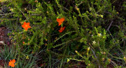 Image of Balbisia miniata (I. M. Johnst.) Descole, O'Donell & Lourteig