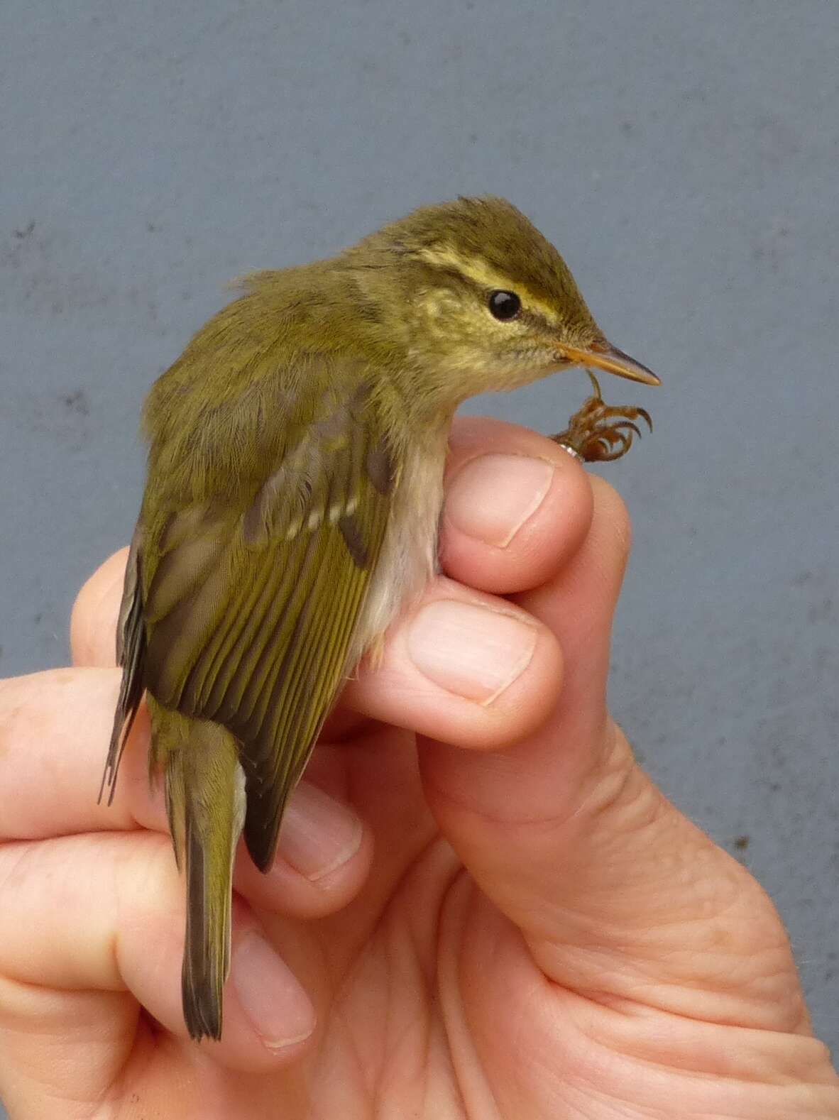 Image of Arctic Warbler