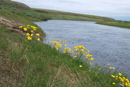 Image of Turner's buttercup