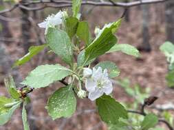 Imagem de Crataegus alabamensis Beadle