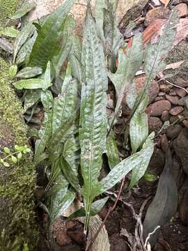 Image of Leptochilus pteropus (Bl.) Fraser-Jenk.