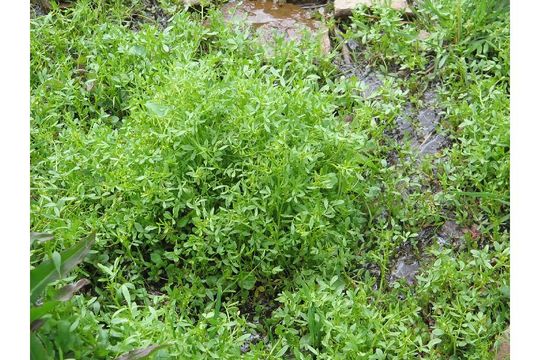 Image of false mermaidweed