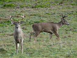 Image of Odocoileus virginianus ustus Trouessart 1910