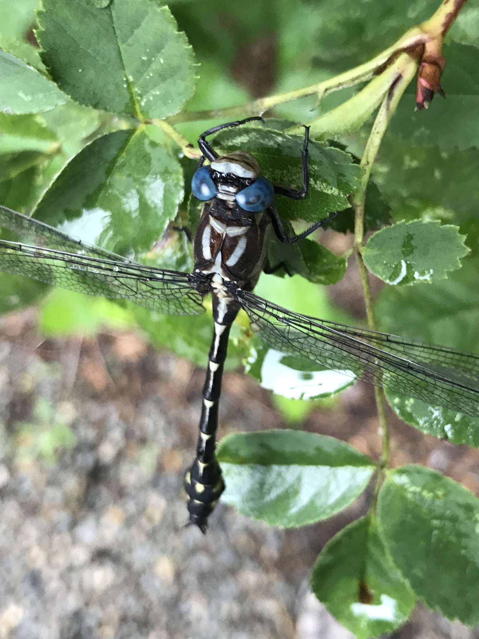 Image of Olive Clubtail