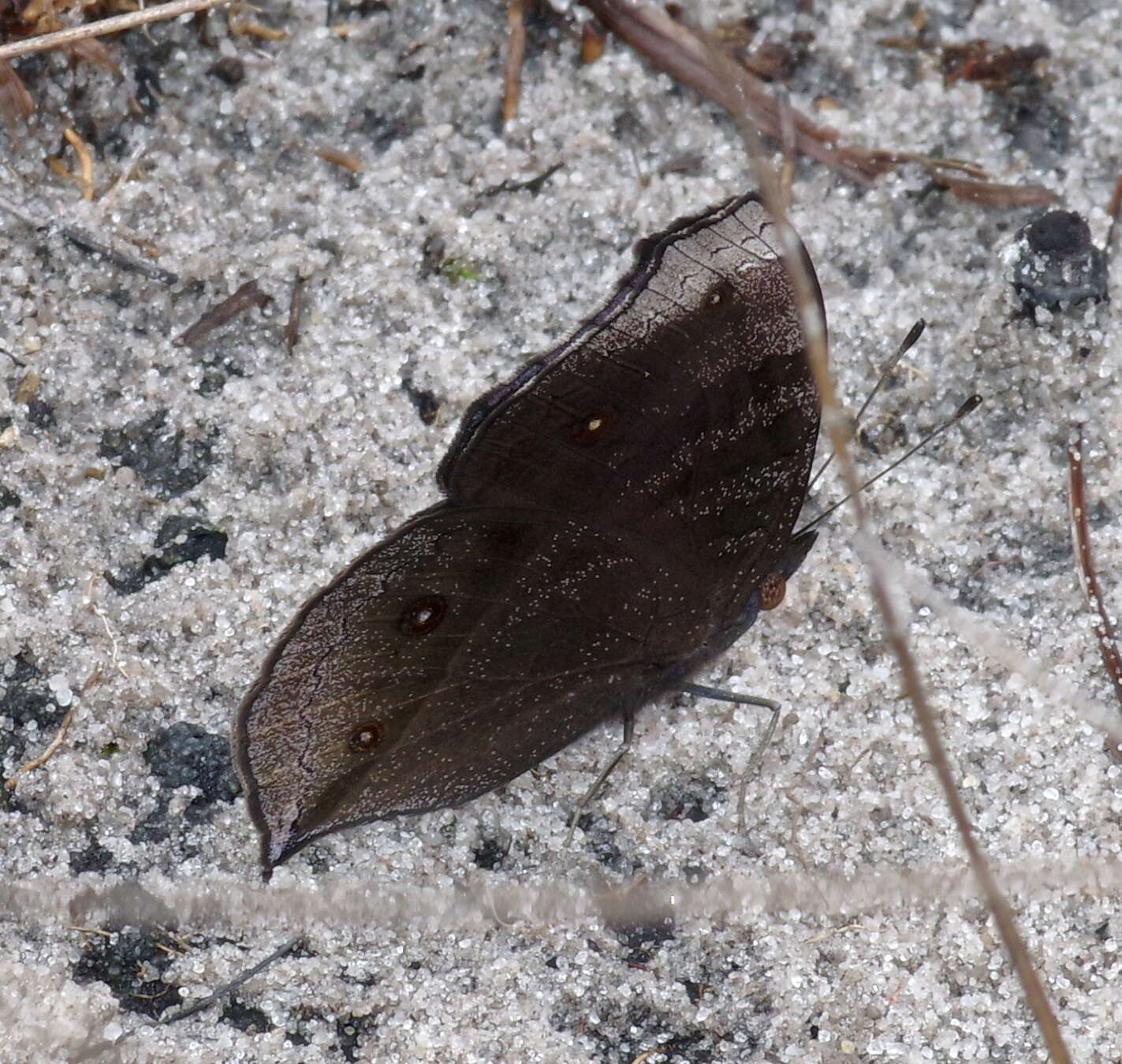 Image of Junonia artaxia Hewitson 1864