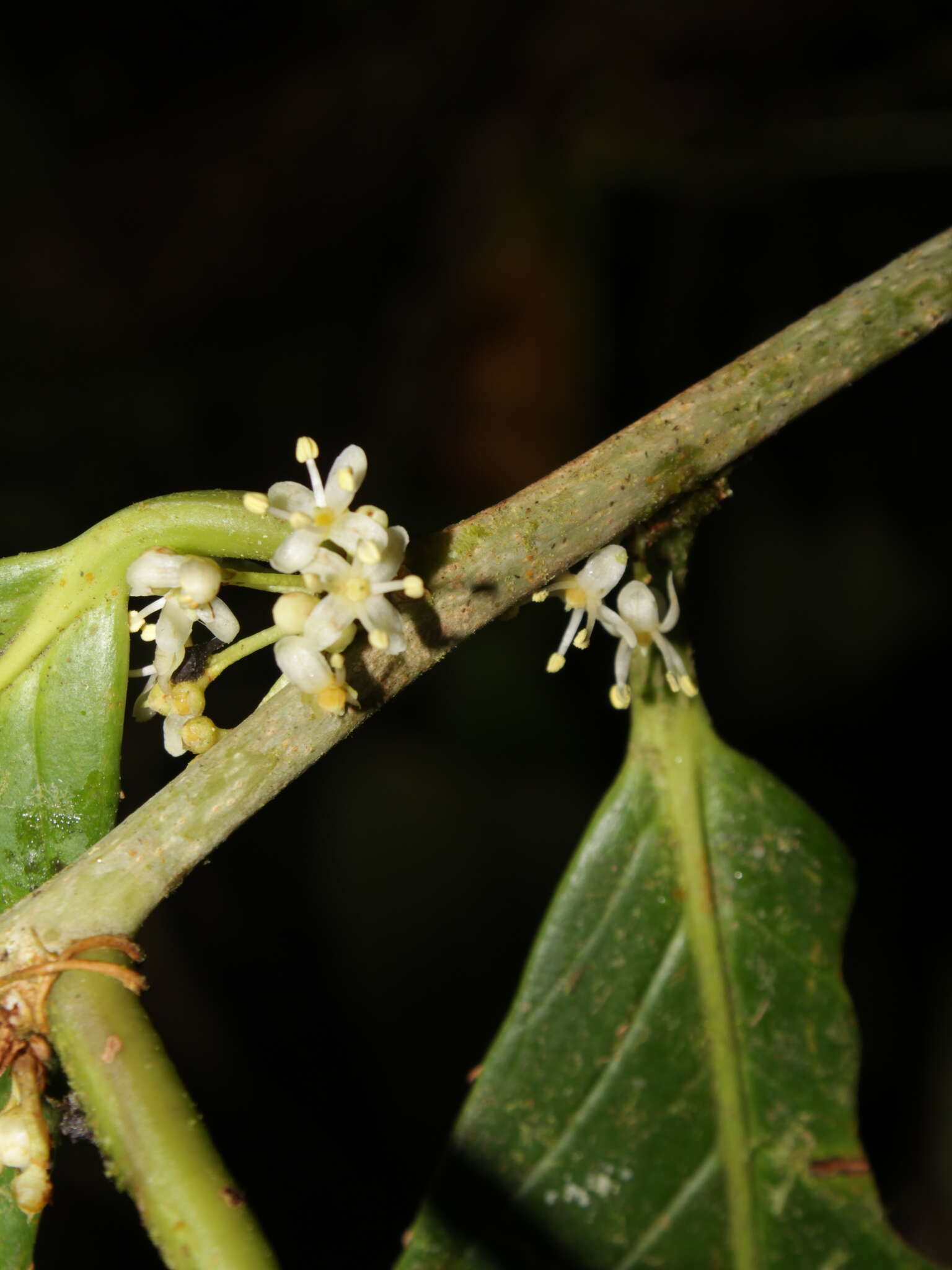 Image of Ilex maxima W. J. Hahn