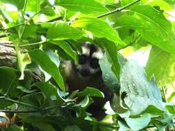 صورة Aotus azarae boliviensis Elliot 1907