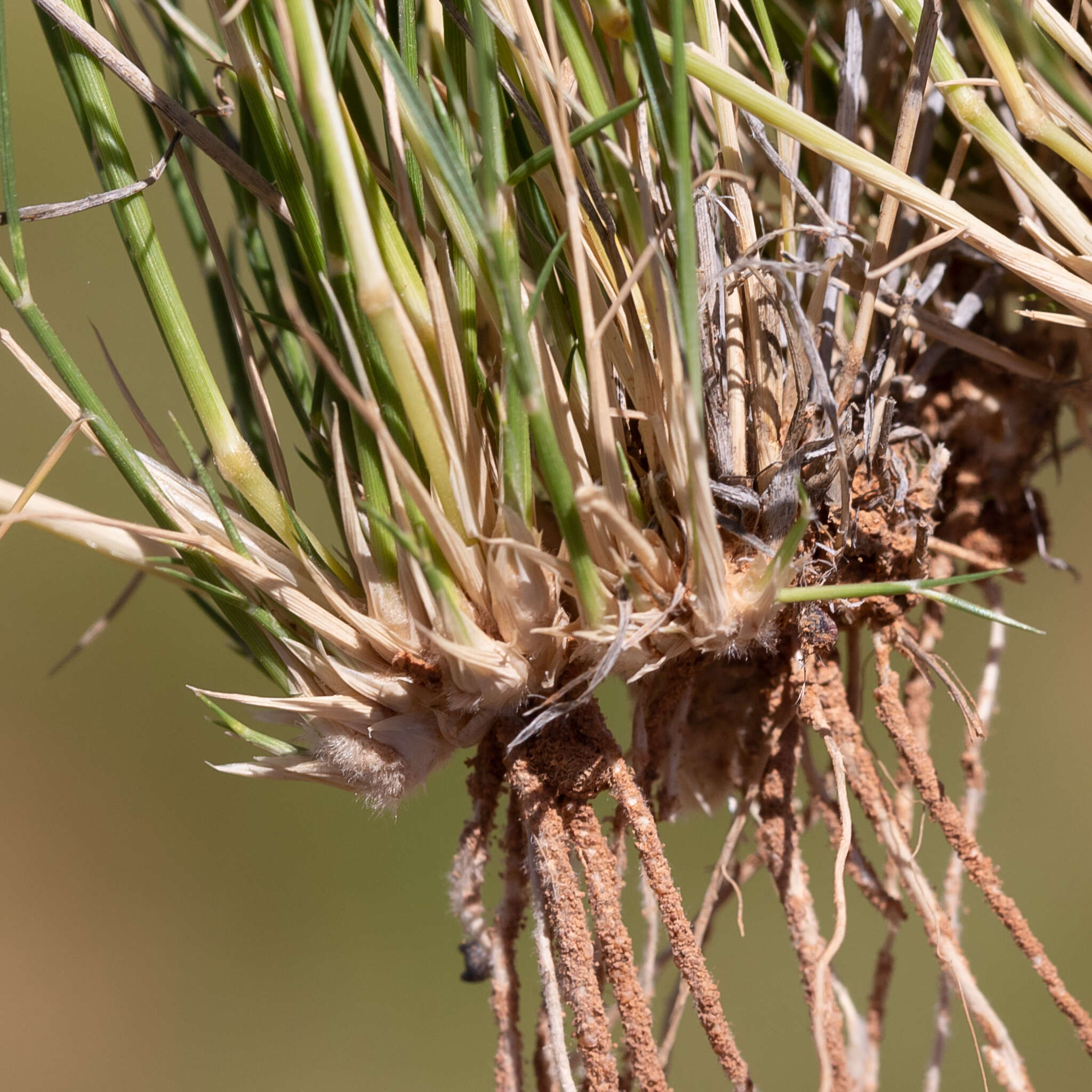 Image of bristleleaf lovegrass