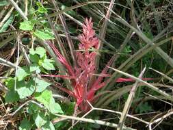 Image of Bromelia arenaria Ule