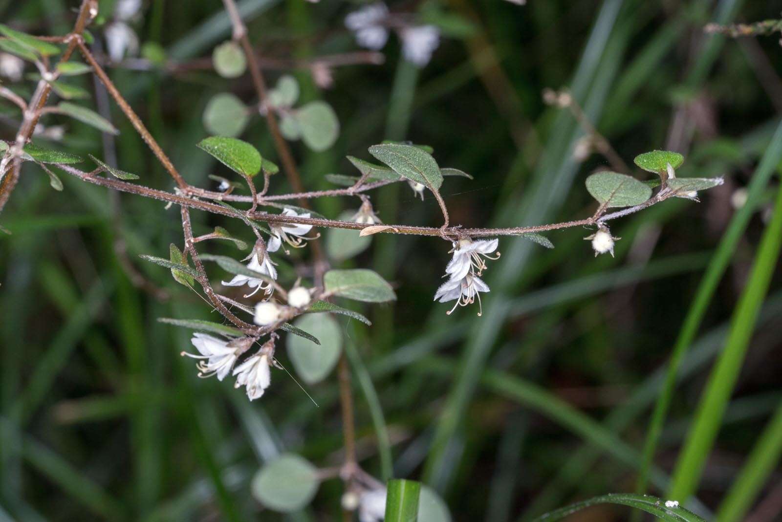 Image of Teucrium parvifolium (Hook. fil.) Kattari & Salmaki